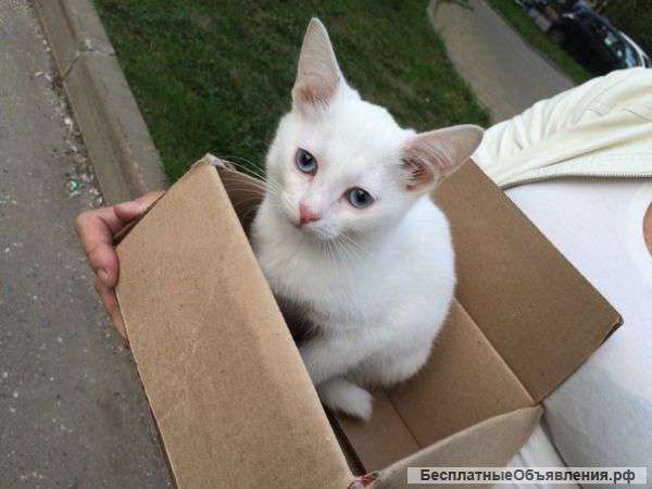 Котят