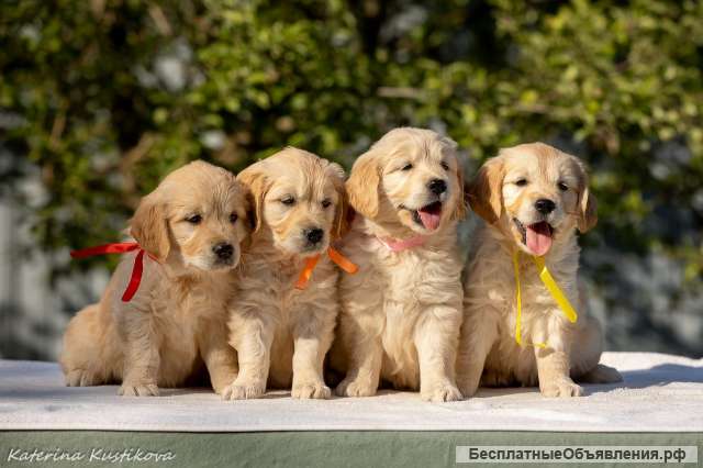 Щенки Голден (золотистого) ретривера