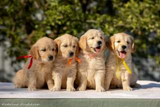 Щенки Голден (золотистого) ретривера