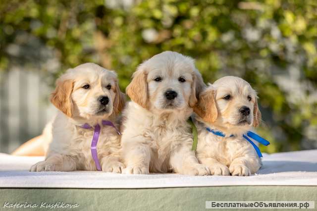 Щенки Голден (золотистого) ретривера