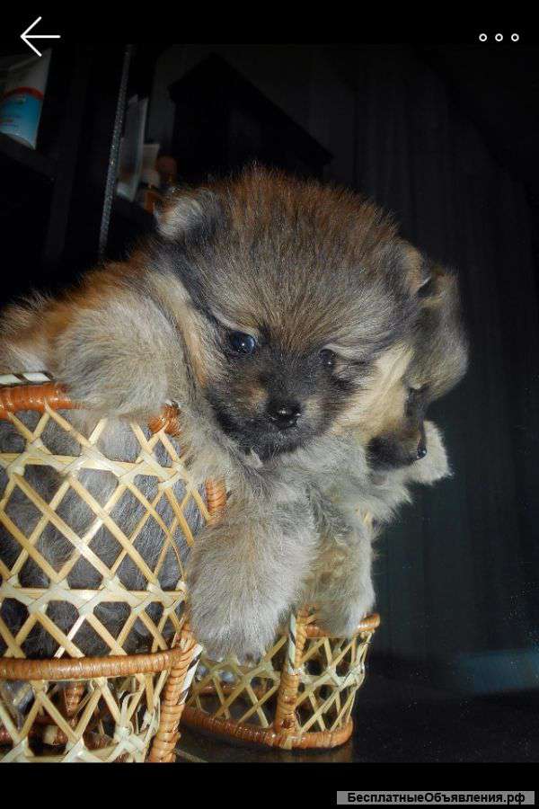 Девочка шпиц