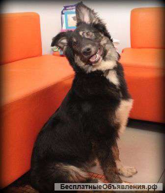 Йоши щенок в дар