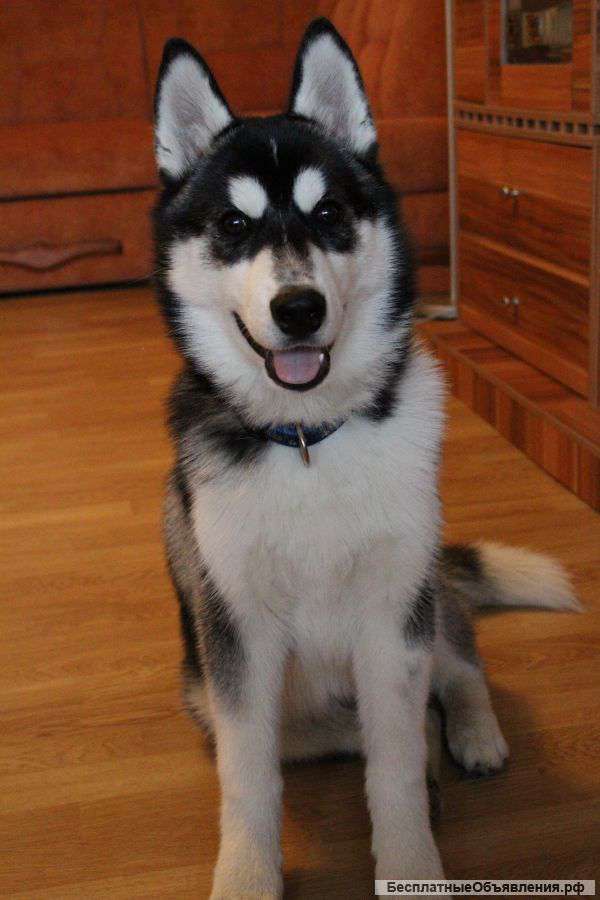 Сибирский хаски