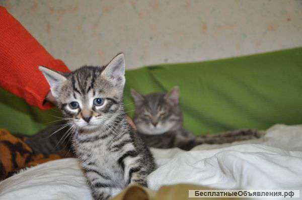 Очаровательная тигра в дар