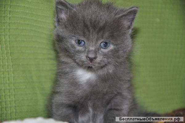 Пушистая очаровашка