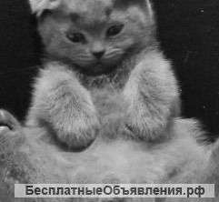 Британский мальчик плюшевый вислоухий 2/5 мес