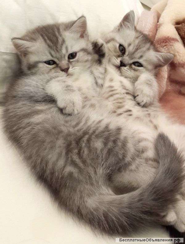 Британские котята "вискас"
