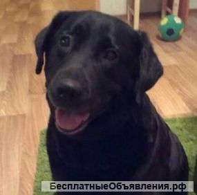 Лабрадор Мышуня,ласковая девочка, в дар