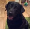 Лабрадор Мышуня,ласковая девочка, в дар