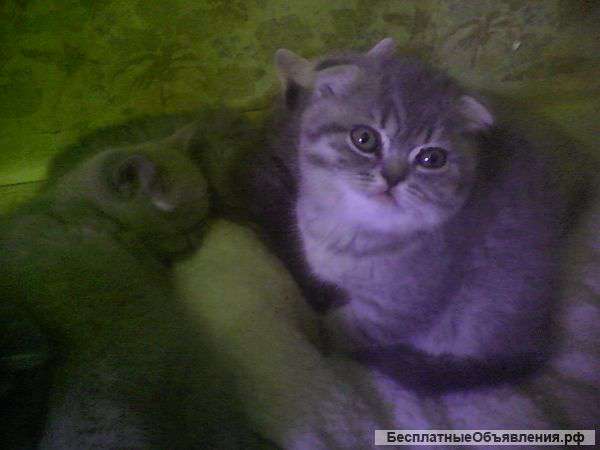 Шотландские котята