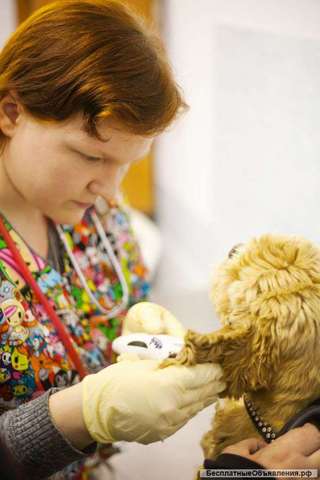 Ветеринарный врач дерматолог в ветклинике Бемби