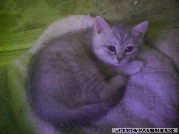 Британские котята
