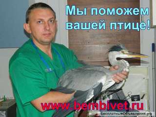 Лечение попугаев и других птиц в клинике и онлайн