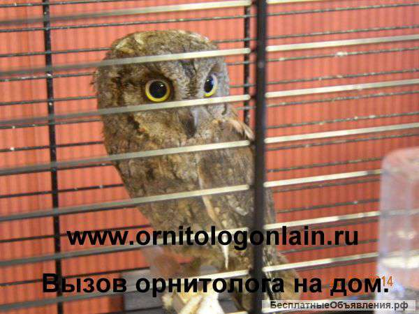 Лечение попугаев и других птиц в клинике и онлайн