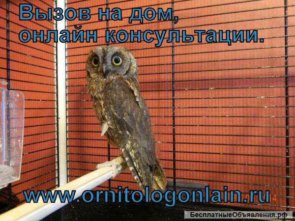 Лечение попугаев и других птиц в клинике и онлайн