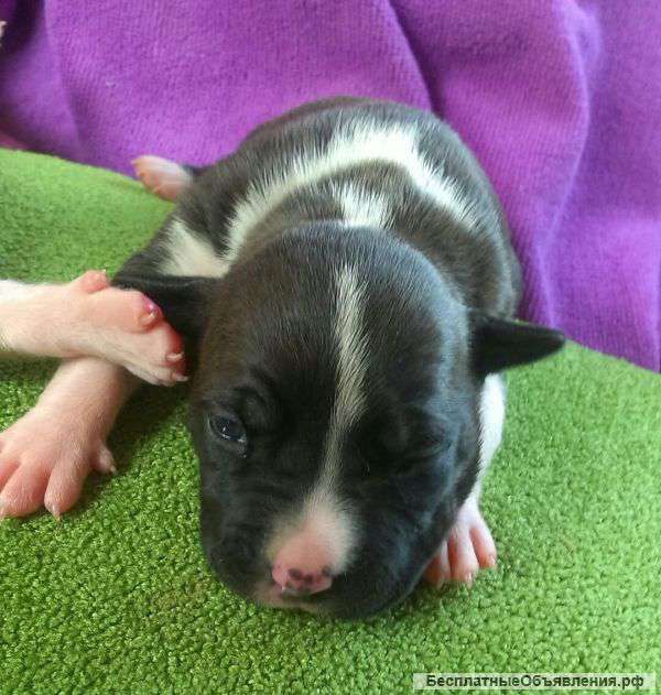 Мощные щенки Амстаффа