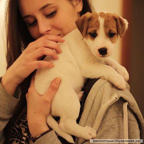 Элитные щенки Парсон Рассел Терьера