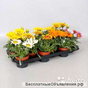 Аргирантемум фрутескенс Дейзи Крейзи микс