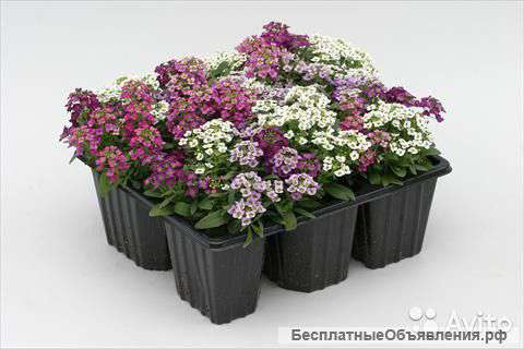 Алиссум Микс