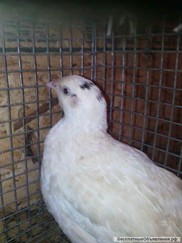 Домашнее перепелиное мясо