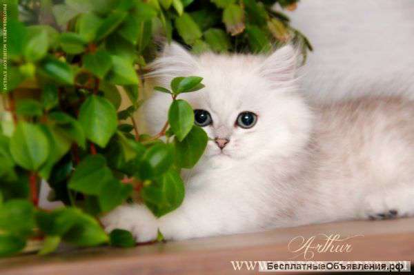 Роскошный Шоу котик