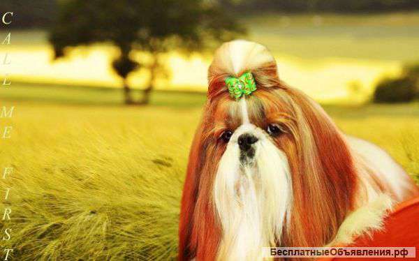 Красавец кобель для вязки