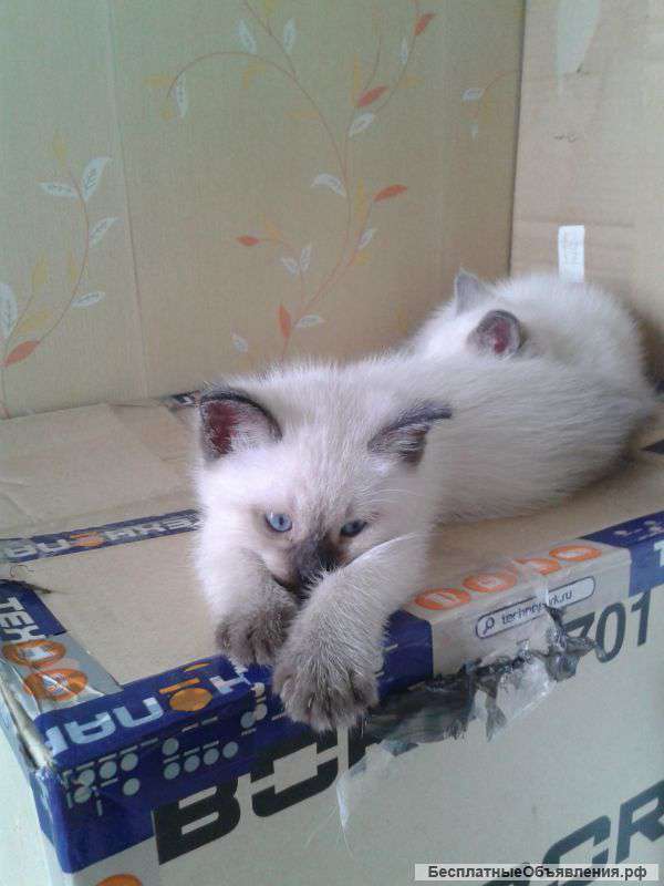 Котята