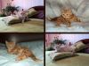 Настоящие британские котята (редкий окрас)