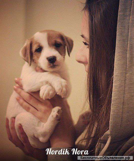 Для ценителей самого лучшего,РКФ/FCI