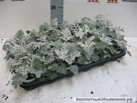 Сенецио Маритима (сет 10 шт)