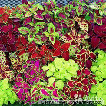 Колеус Микс