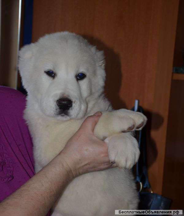 Щенки из питомника