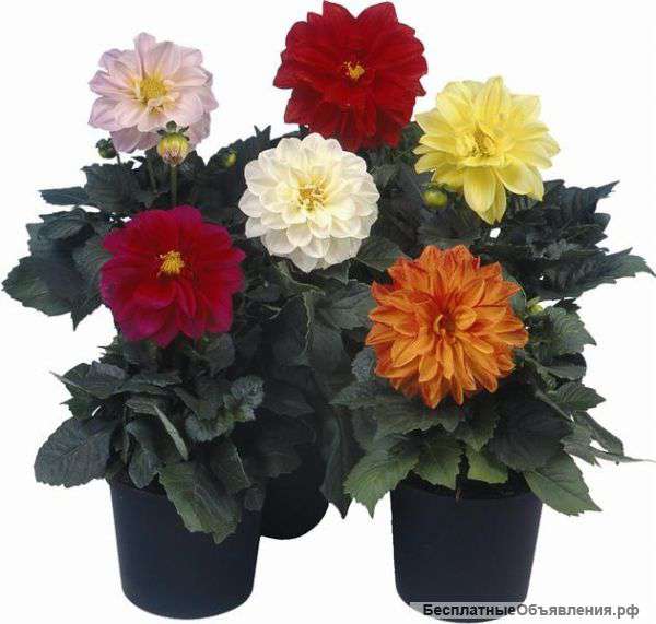 Георгины микс