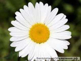 Гидролат ромашки