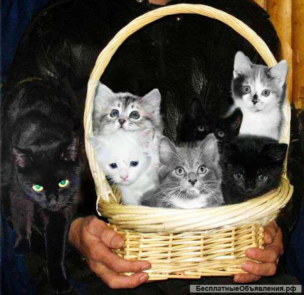 А у нас сегодня кошка родила вчера котят