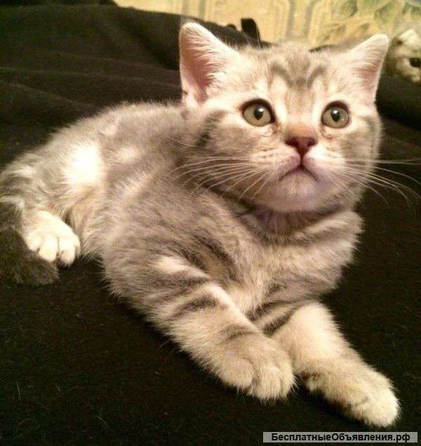 Британские короткошёрстные редких окрасов