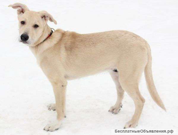 Ласковая девочка. Метис лабрадора в добрые руки