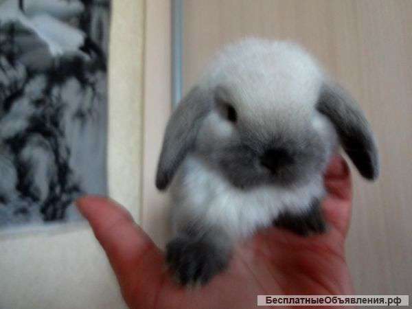 Карликовые вислоухие кролики