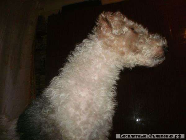 Щенки фокстерьера жесткошерстного