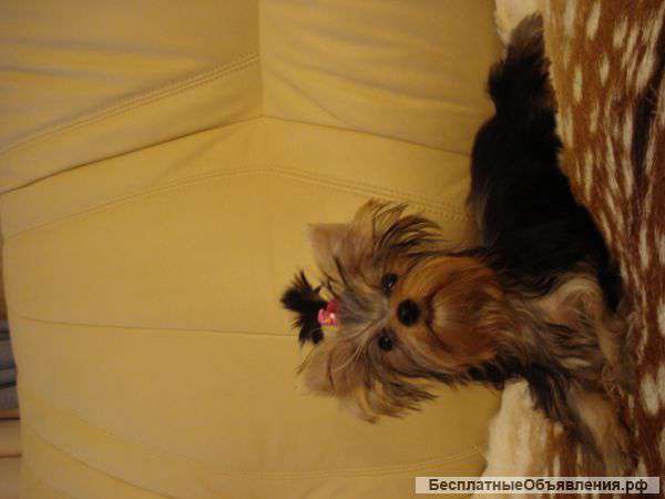 Щенки йоркширского терьера