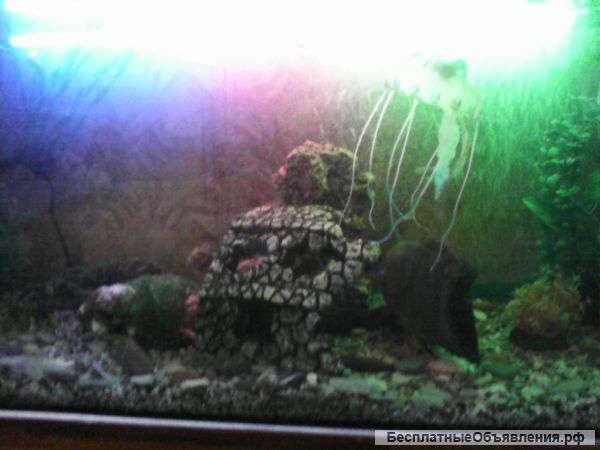 Заселенный аквариум