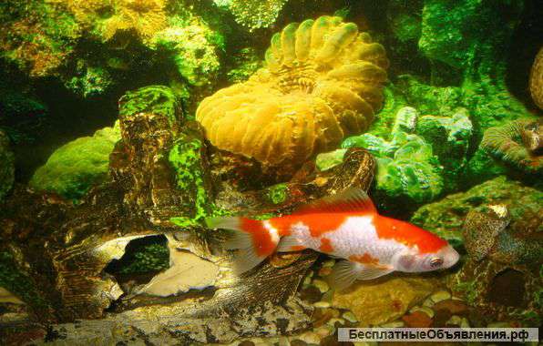 Обслуживание, оформление пресноводного аквариума