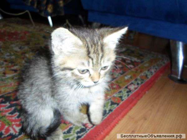 Отдам котенка в добрые руки