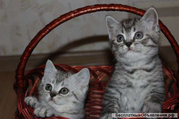 Породистые комочки