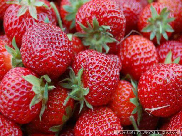 Краснодарская клубника оптом