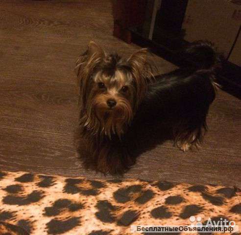 Мистер.Джой