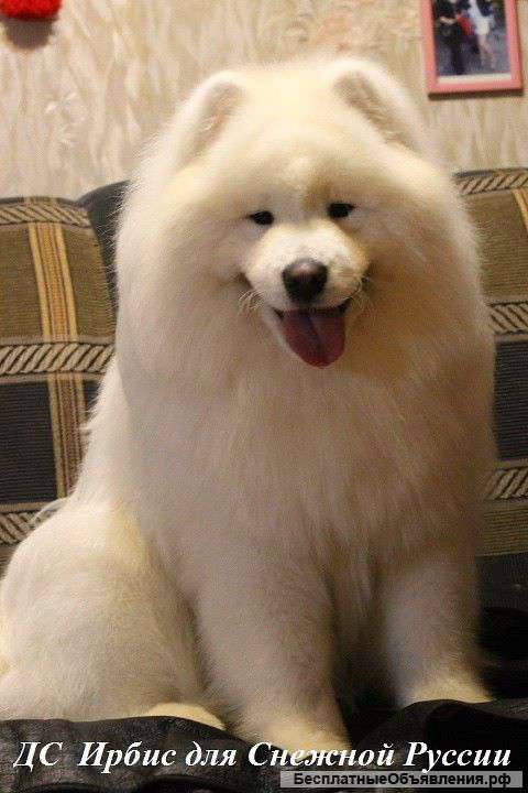 Самоед щенки.(белые мишки).доставка