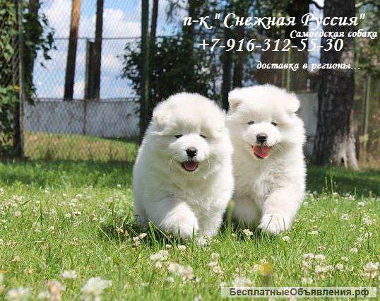 Самоедская собака щенки.доставка в регионы.