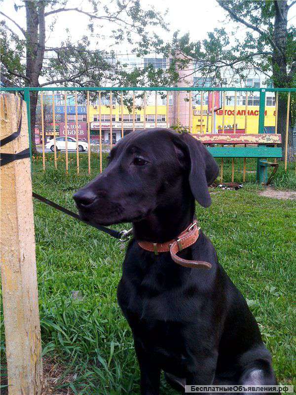 Айк-милый и смышленный щенок, в дар