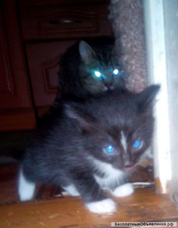 Отдам котят в добрые руки